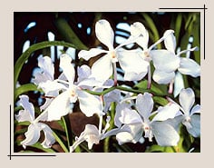 White flowers