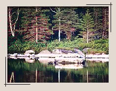 Trees by a lake